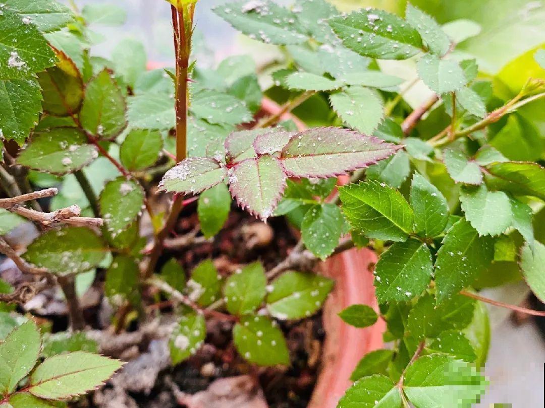 早上起来院子被淹，100盆花，还有救吗？