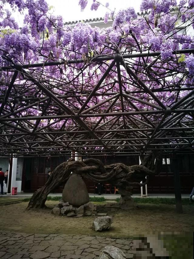 中国8大古树，历经千年不倒，最老一棵4000岁！