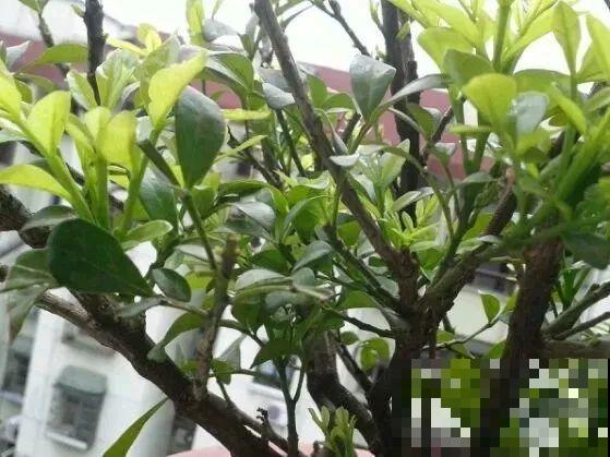 8种花，5月要赶紧修剪，剪完了还能窜新芽