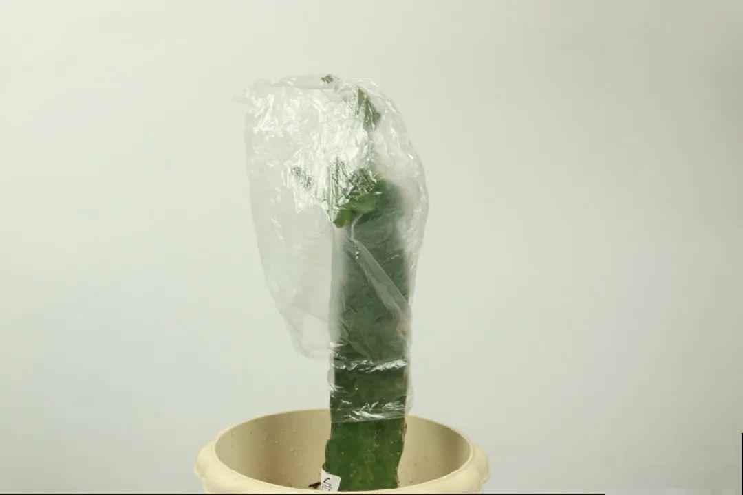 火龙果的叶子长得眼熟，仔细一看竟是蟹爪兰，还能接出甜果子！