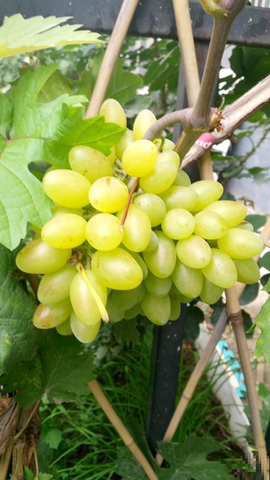 夏天就得多吃瓜,清热解毒还消暑,挑到好瓜最重要 夏天就得多吃瓜,清热解毒还消暑,挑到好瓜最重要