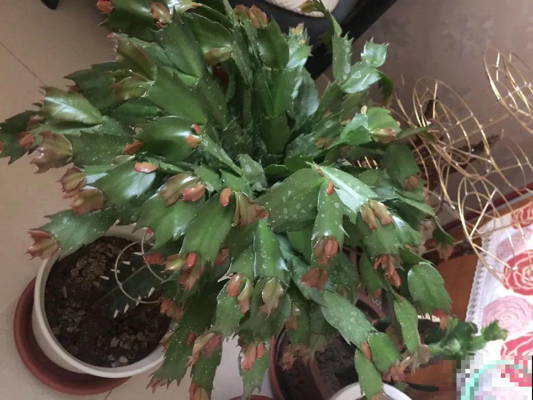 20种花,夏天要休眠,一浇水就死! 20种花,夏天要休眠,一浇水就死!