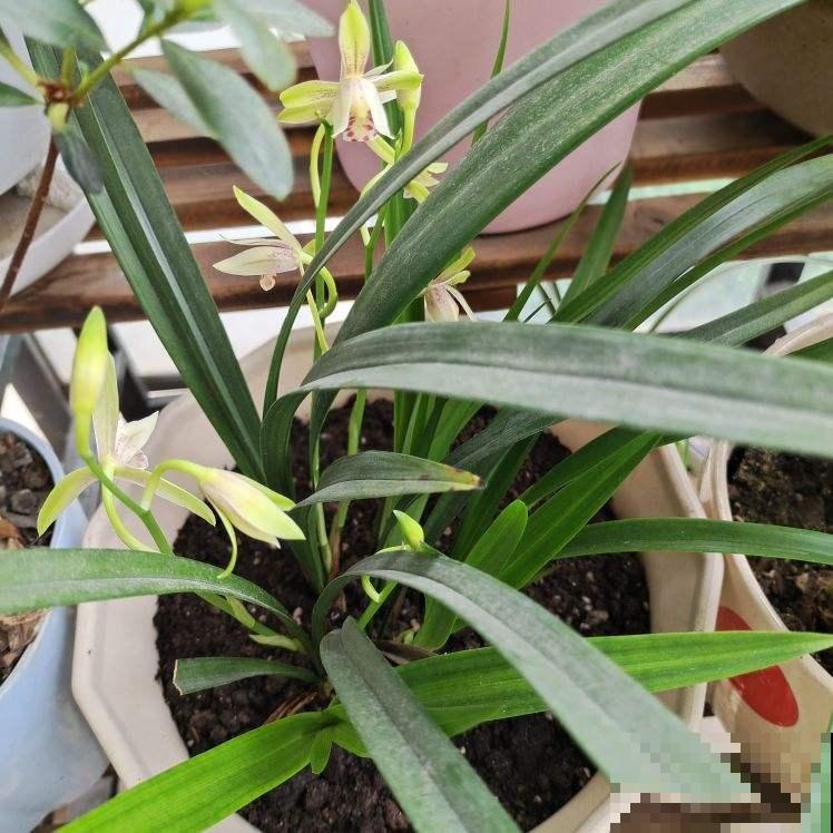 养花就是养心,喜欢什么花就是什么样的人,太准了! 养花就是养心,喜欢什么花就是什么样的人,太准了!