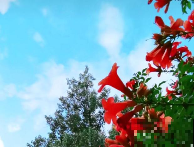 最美的路边花，沾土爬满墙，越热开得越多！