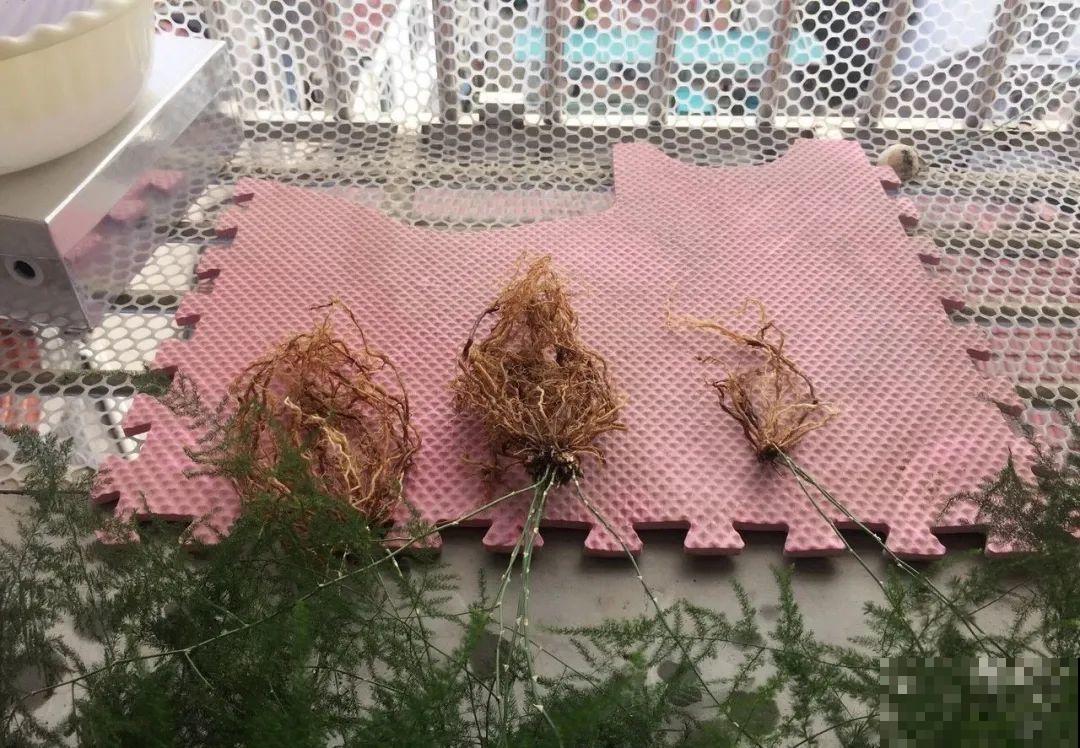 3种花不用扦插,掰下来就能活,1盆变10盆,懒人也能养! 3种花不用扦插,掰下来就能活,1盆变10盆,懒人也能养!