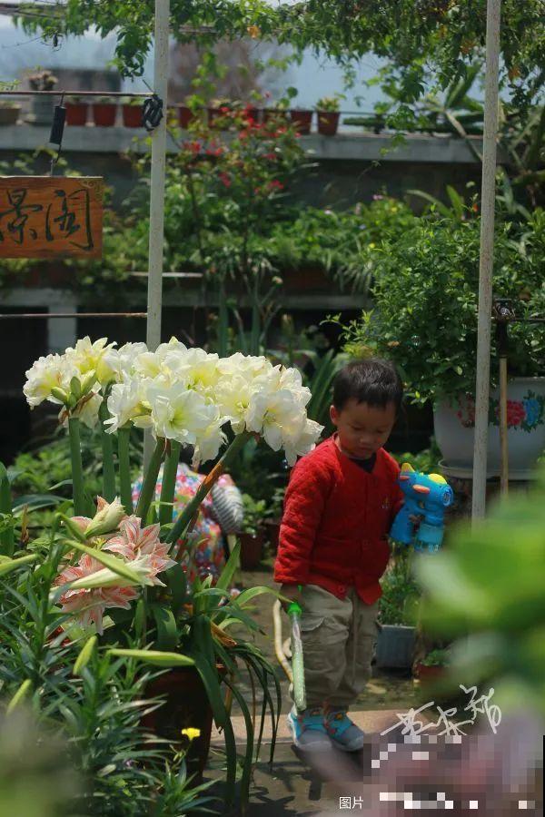 花也能成精，养成巨无霸，一次开花50朵，比小孩还高！