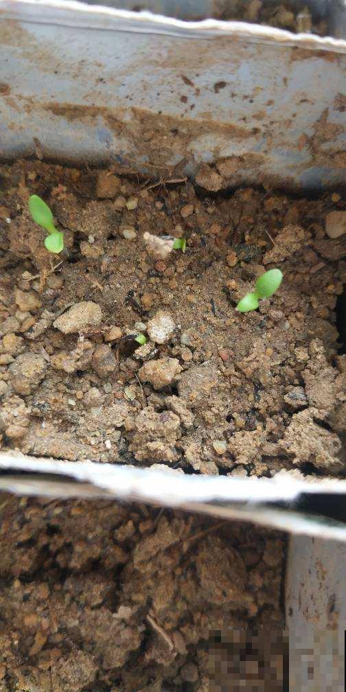 养花遇见这3种土,千万别用,用了花就死翘翘 养花遇见这3种土,千万别用,用了花就死翘翘