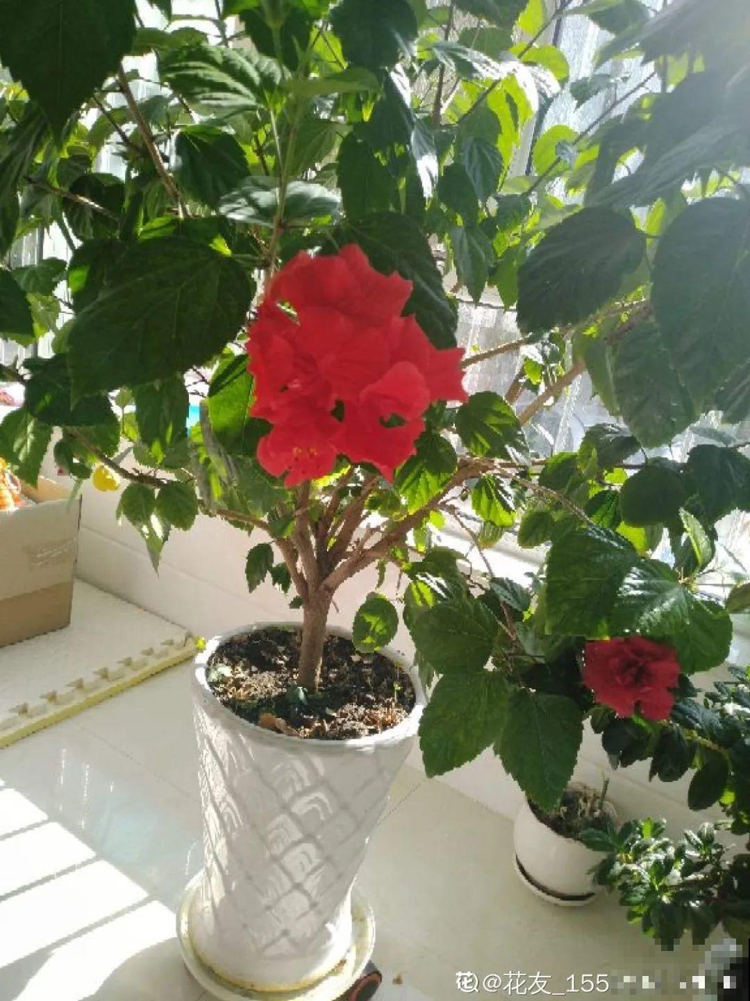 这20种花，晒不死、热不死，天热一直狂开花！