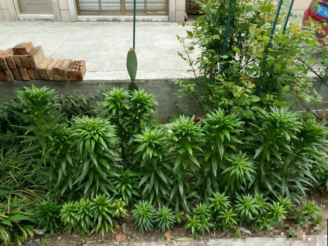 花也能成精，养成巨无霸，一次开花50朵，比小孩还高！