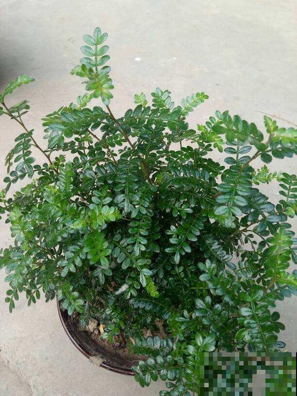 花骗子最爱卖的5种花，养花小白要记住，擦亮眼睛不上当