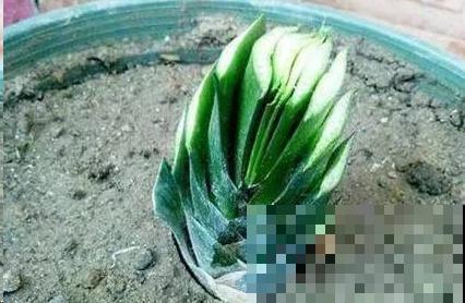 你会剪君子兰吗？小技巧不得不知，学会就放心剪！