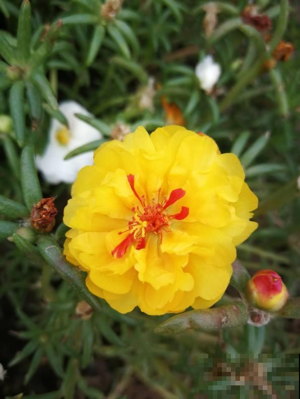 家里这盆花太烦人,掉下叶子就长出新苗,怎么养都养不死 家里这盆花太烦人,掉下叶子就长出新苗,怎么养都养不死