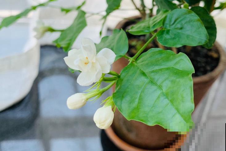 二十四节气,24种花,送给大家一起欣赏! 二十四节气,24种花,送给大家一起欣赏!