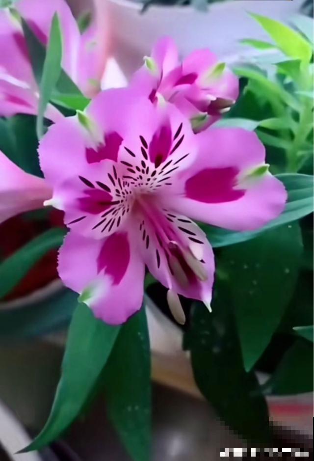 百合花品种那么多,这些中国原生百合,你见过几种? 百合花品种那么多,这些中国原生百合,你见过几种?