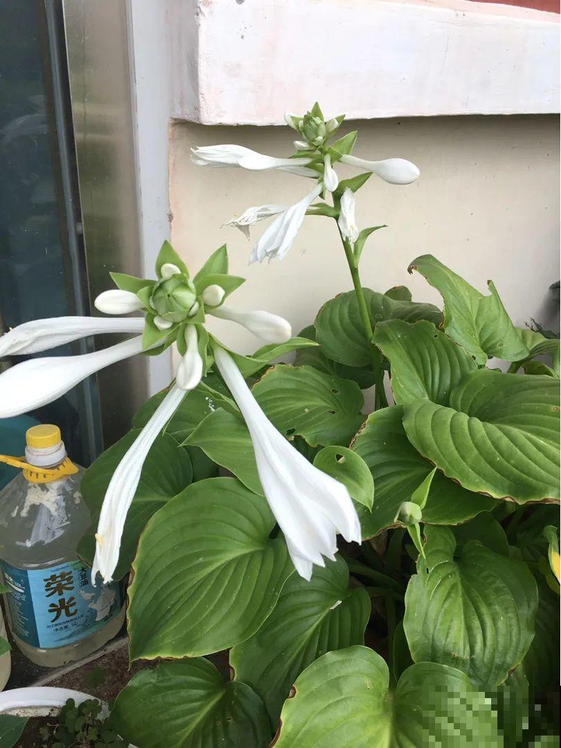 30种耐阴花，室内光照不佳，也能全年开花！