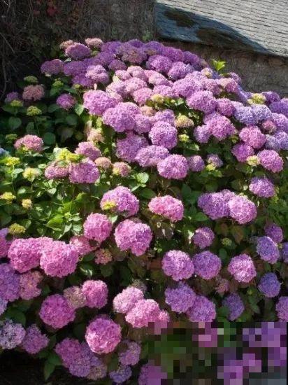 门口养棵大花树,风吹就开花,20年变成传家宝! 门口养棵大花树,风吹就开花,20年变成传家宝!