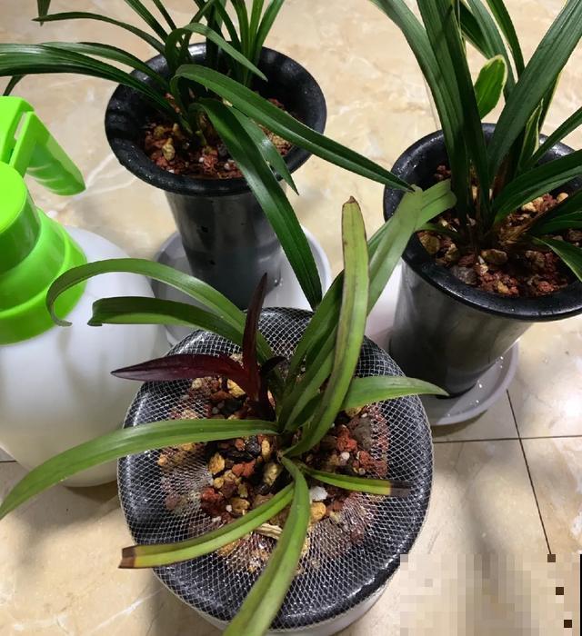 8种花,天热不能换盆,换了3天必死! 8种花,天热不能换盆,换了3天必死!
