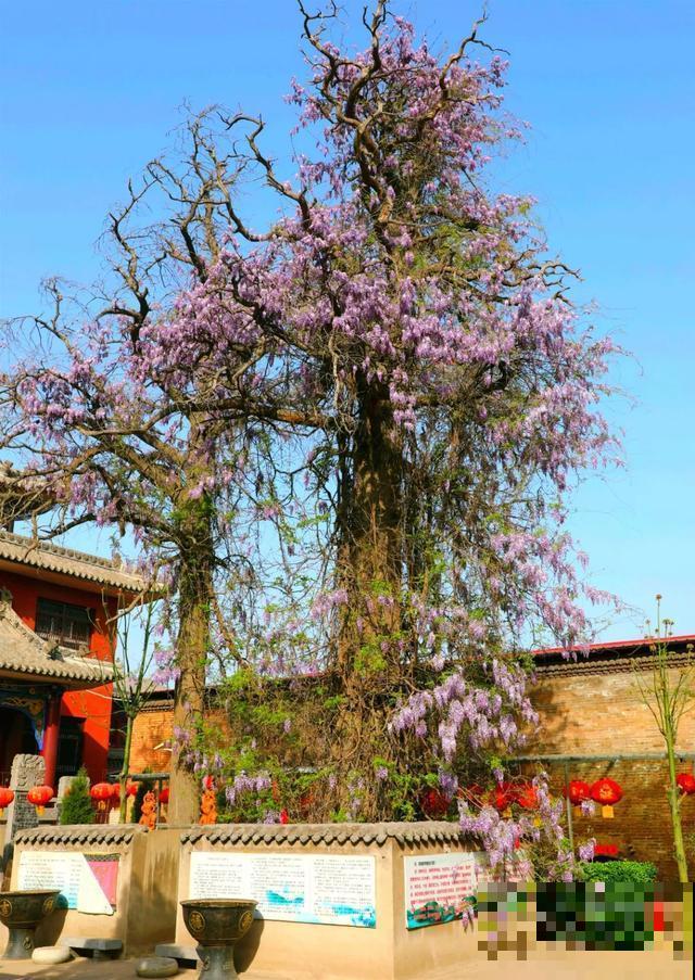 中国8大古树，历经千年不倒，最老一棵4000岁！