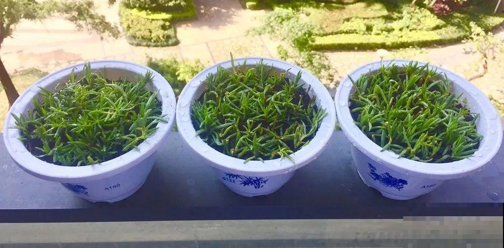 这20种花，晒不死、热不死，天热一直狂开花！