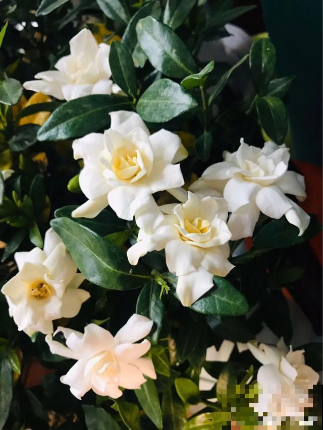 花出现黄叶打蔫，千万别扔，还能救回来！