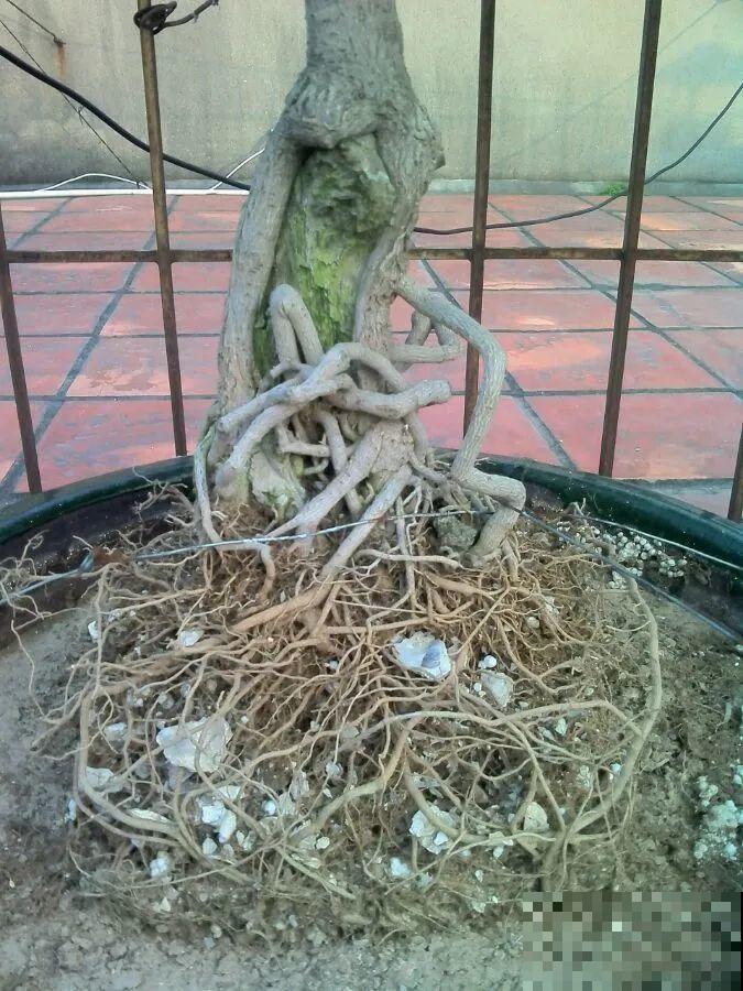 吊兰就用小盆养，根系拽一拽，立马变老桩！