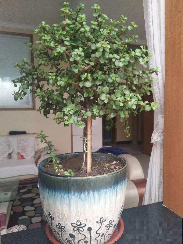 虎皮兰,红掌,吊兰养成老桩,变成大树,真壮观! 虎皮兰,红掌,吊兰养成老桩,变成大树,真壮观!