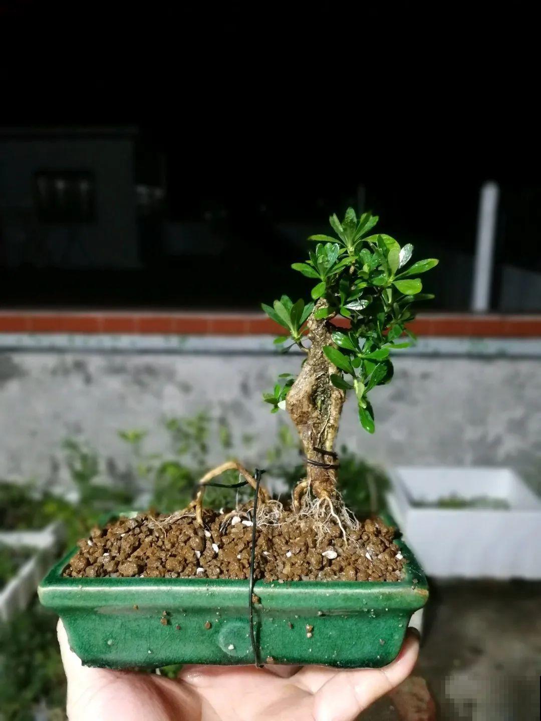 吊兰就用小盆养，根系拽一拽，立马变老桩！