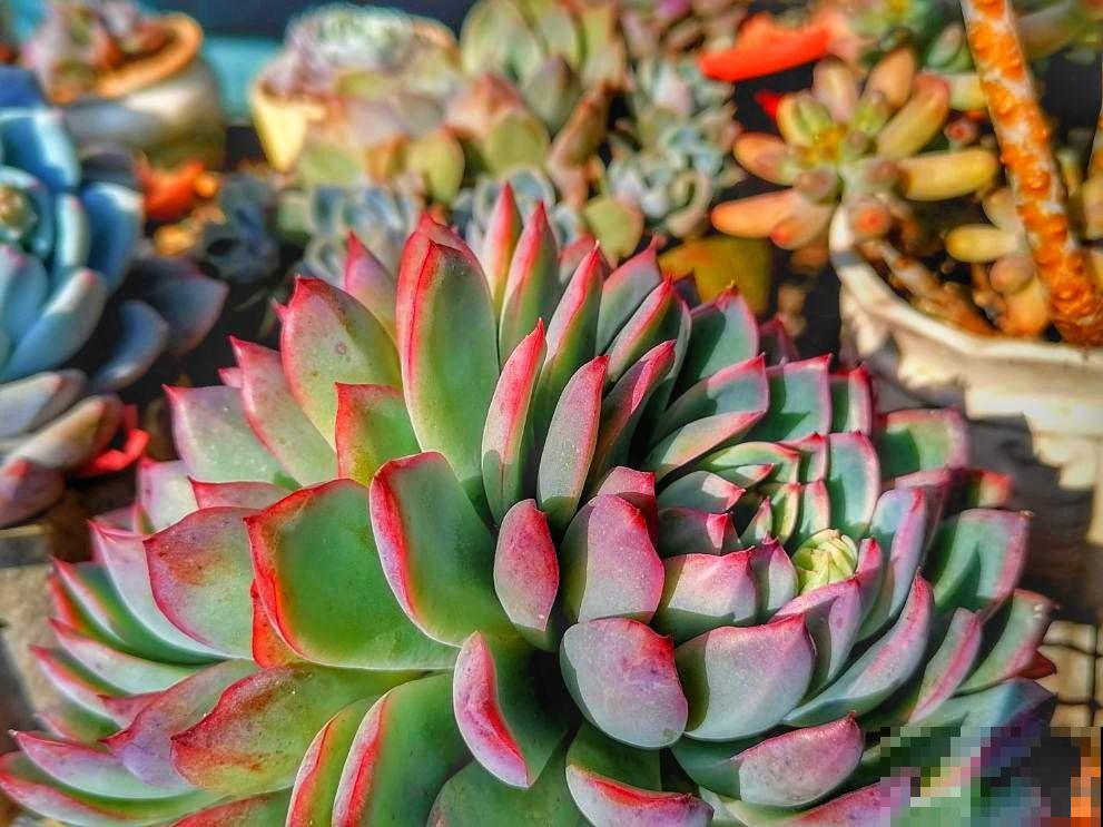 夏天的多肉也漂亮,主要得选对品种,这8种最合适 夏天的多肉也漂亮,主要得选对品种,这8种最合适