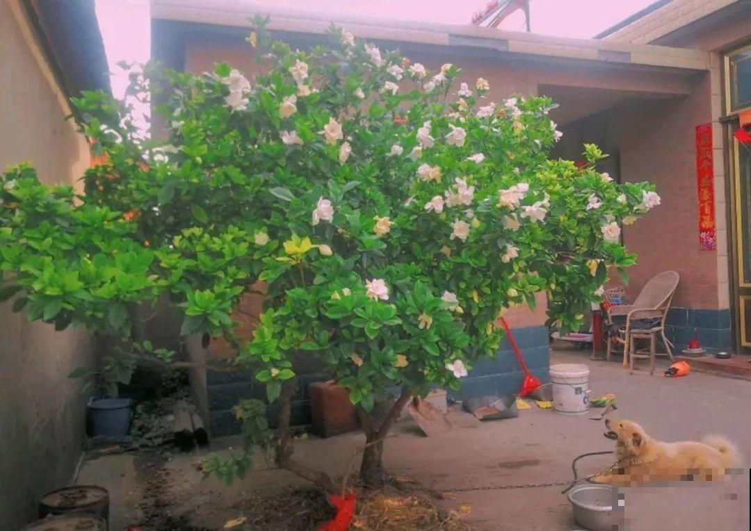 路边养6种花,香味能传3里地,香掉你的鼻子! 路边养6种花,香味能传3里地,香掉你的鼻子!