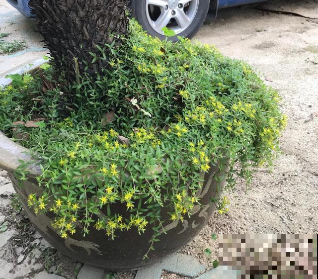 真正的花坚强,墙缝、地缝都能长,开花特别旺! 真正的花坚强,墙缝、地缝都能长,开花特别旺!