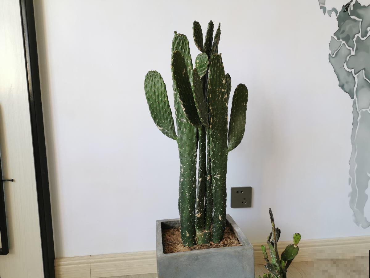 3种适合懒人养的花，好养开花快，不养太吃亏！