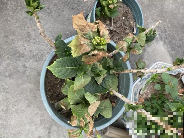 地栽的花就是强大，屋外疯长一院子，屋内孱弱不开花