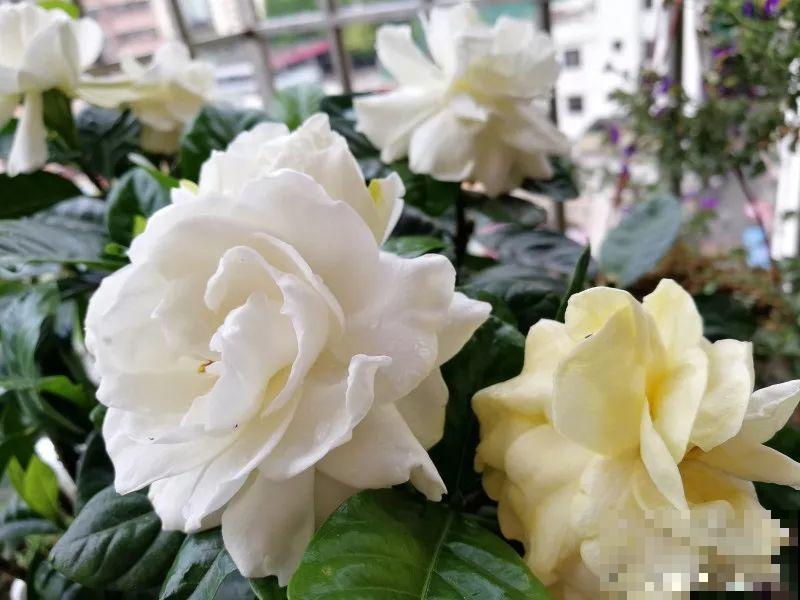 栀子花太难养？记住：少折腾，不黄叶，保证年年开花！
