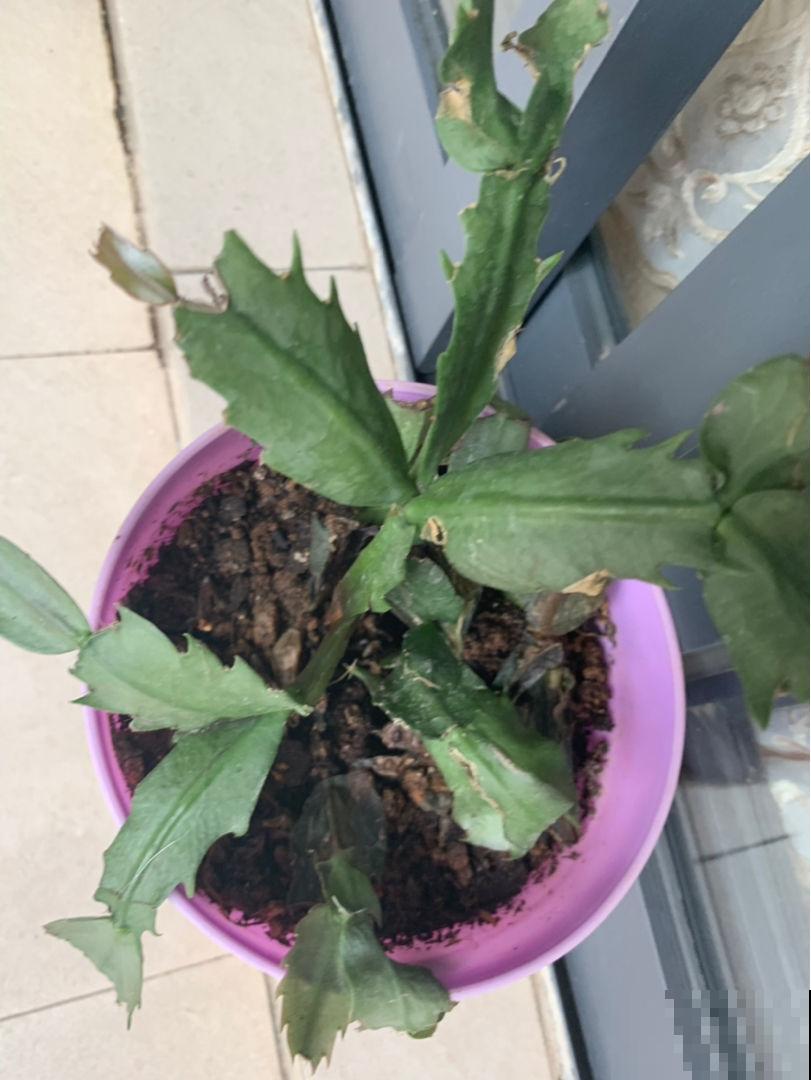 2种花，夏天千万别多浇水，否则叶子掉一地