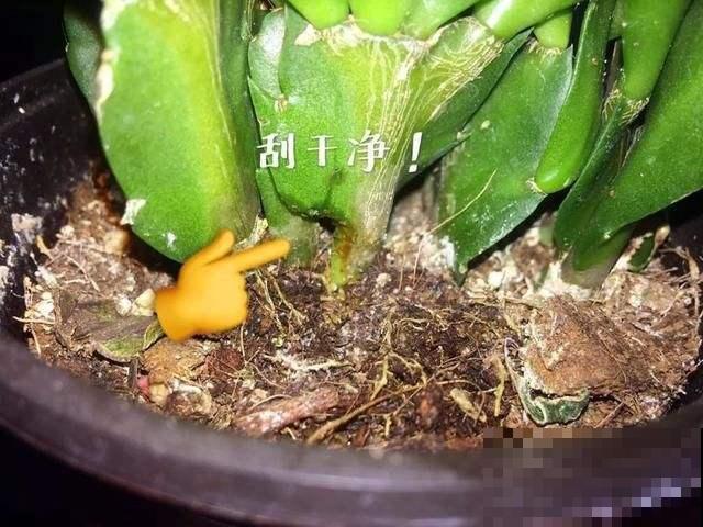 家里的蟹爪兰总是化水，其实就因为几个养护误区，快快改了吧！