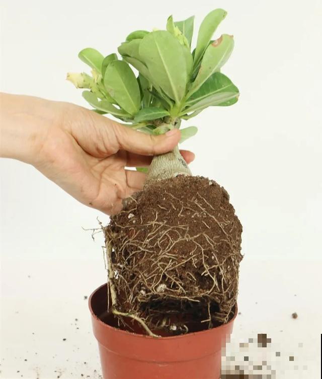 沙漠玫瑰特耐旱，大热天不浇水，也能呼呼开爆盆