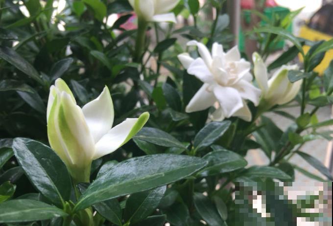 栀子花开满院香,让人思念远方的故人! 栀子花开满院香,让人思念远方的故人!