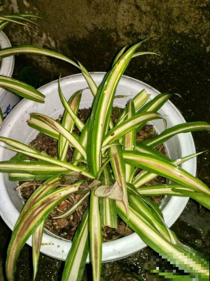 夏天到了，这10种花不能晒，否则干枯黄叶死翘翘