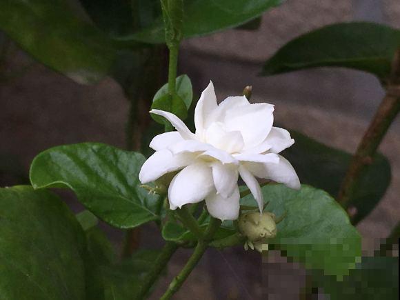 清香好闻的茉莉花,原来有这么多品种,长见识了! 清香好闻的茉莉花,原来有这么多品种,长见识了!