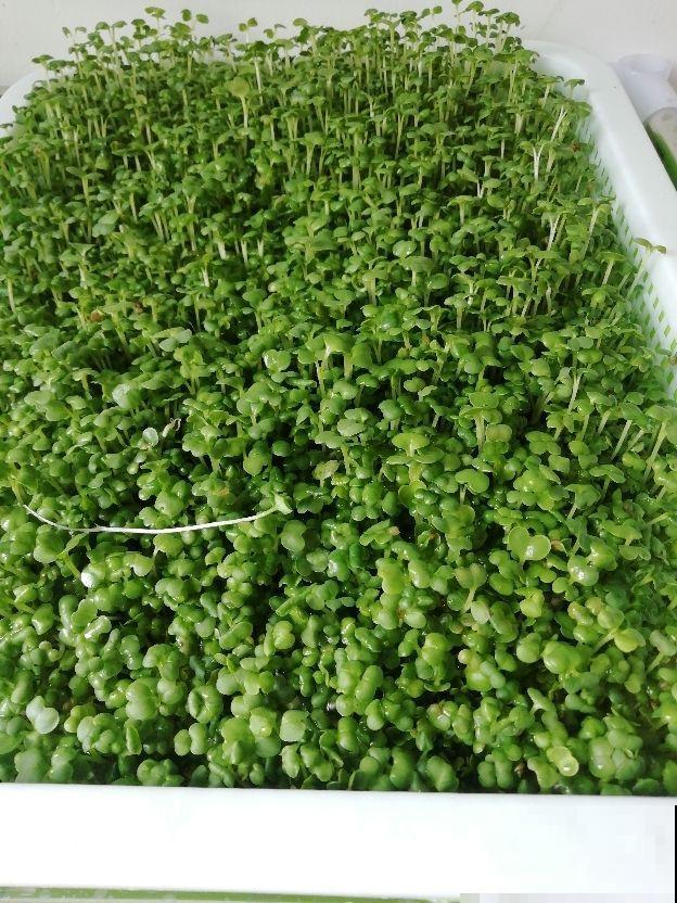 阳台种4种菜,一年四季都能吃,省了不少买菜钱 阳台种4种菜,一年四季都能吃,省了不少买菜钱