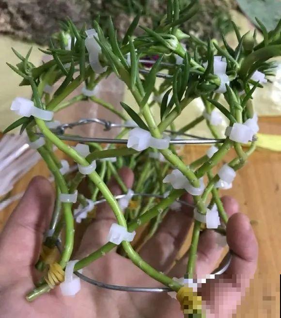 塑料瓶、油桶,养花做造型,真是绝了! 塑料瓶、油桶,养花做造型,真是绝了!