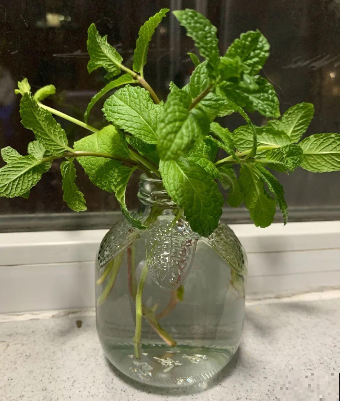 10种花最怕热,夏天养水里,才能活下来! 10种花最怕热,夏天养水里,才能活下来!