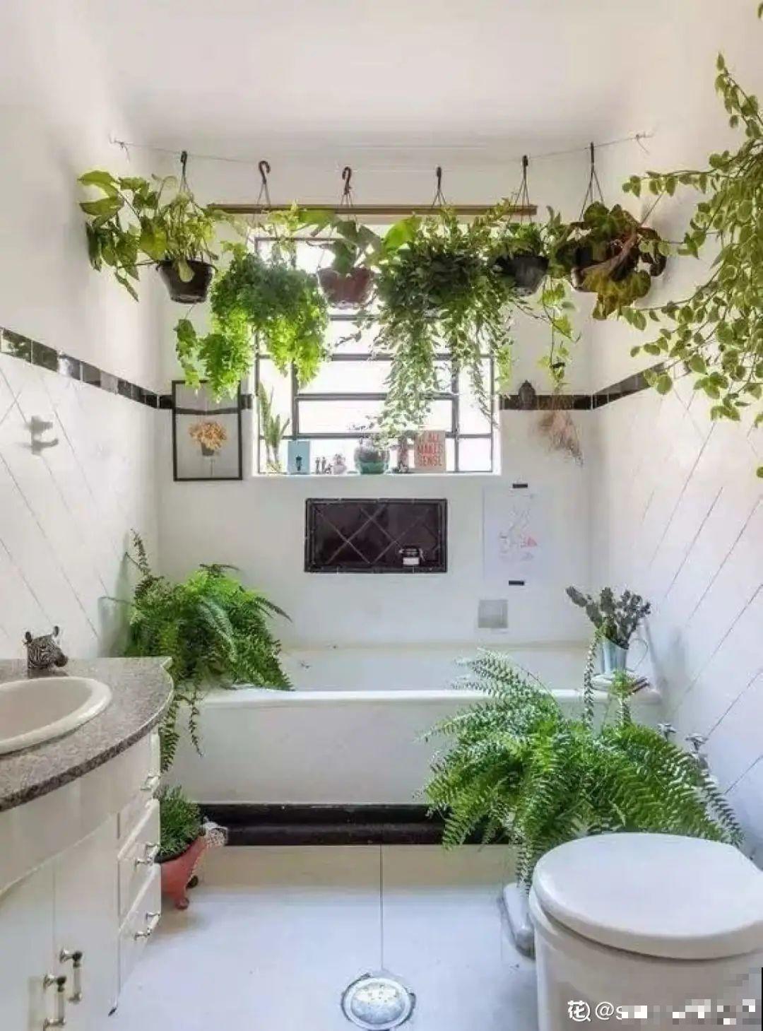 夏天养花,这个地方千万别摆,否则3天死翘翘! 夏天养花,这个地方千万别摆,否则3天死翘翘!