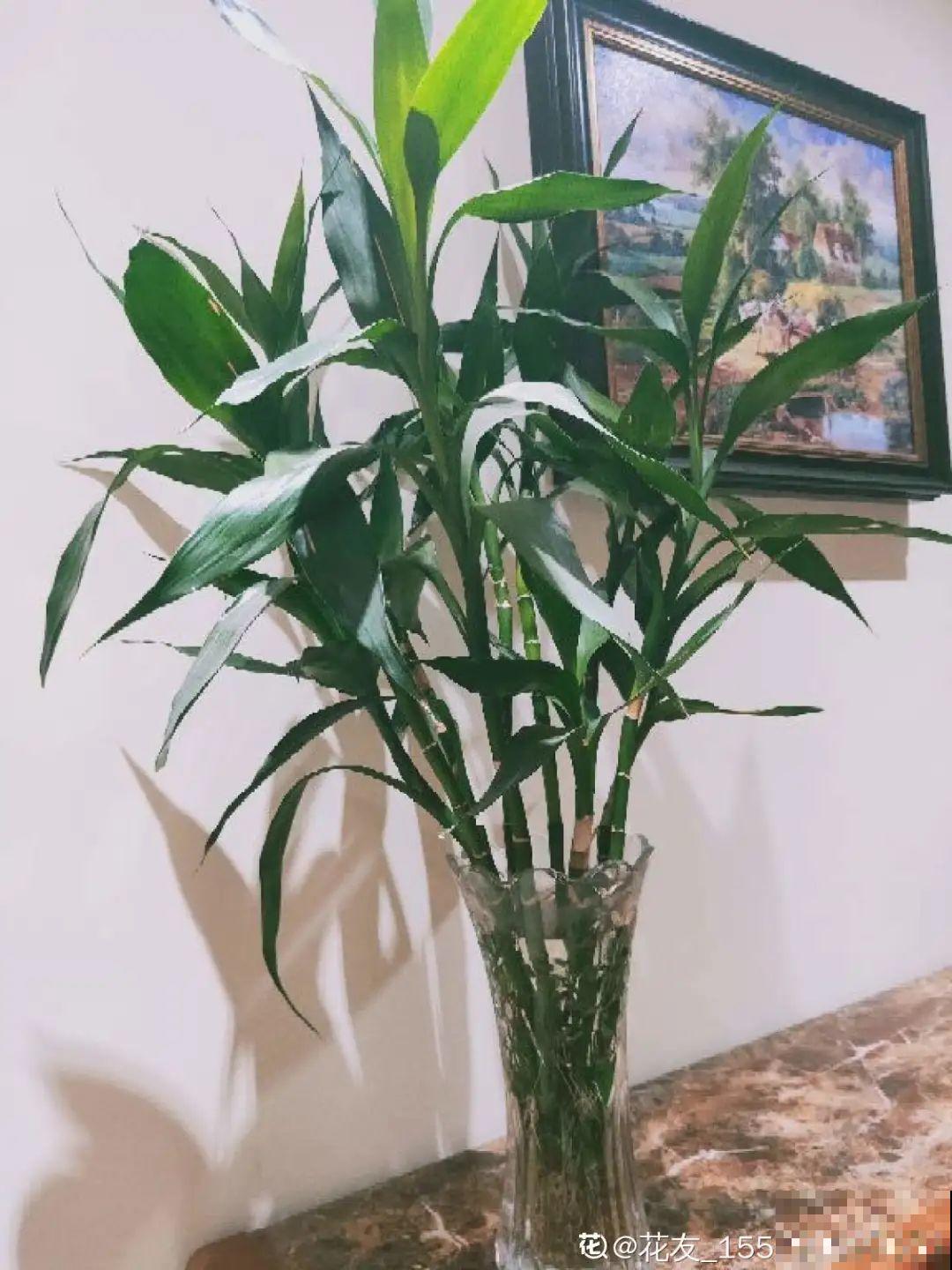 夏天水培植物,一杯水就够了,越养越爆盆 夏天水培植物,一杯水就够了,越养越爆盆