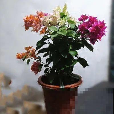 超耐热的三角梅，30℃仍然疯狂开花，爬成一面大花墙！