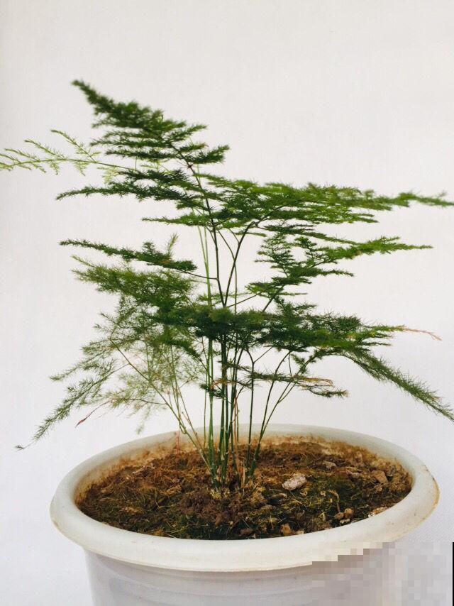 文竹长得稀稀拉拉，好好剪一剪，枝条嗖嗖爬上墙