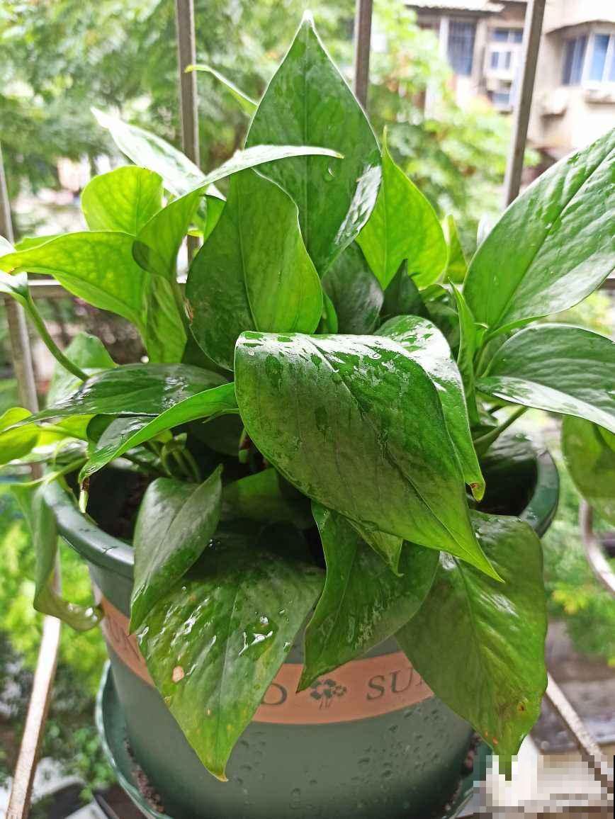 夏天扦插4种花,生根特容易,新手也能插活 夏天扦插4种花,生根特容易,新手也能插活