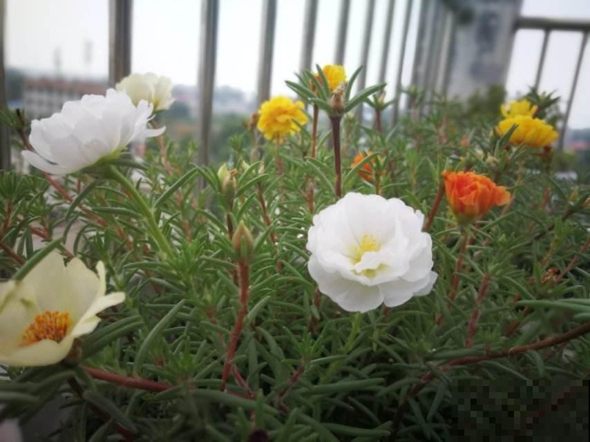 3种适合懒人养的花，好养开花快，不养太吃亏！