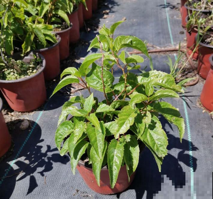 院子里种棵果树，结果又大又多，清凉又解渴