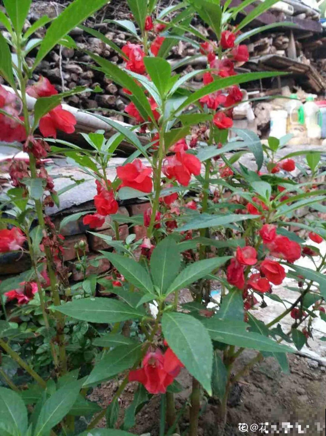 农村院子没人管的花，一长一大片，天热美翻了！